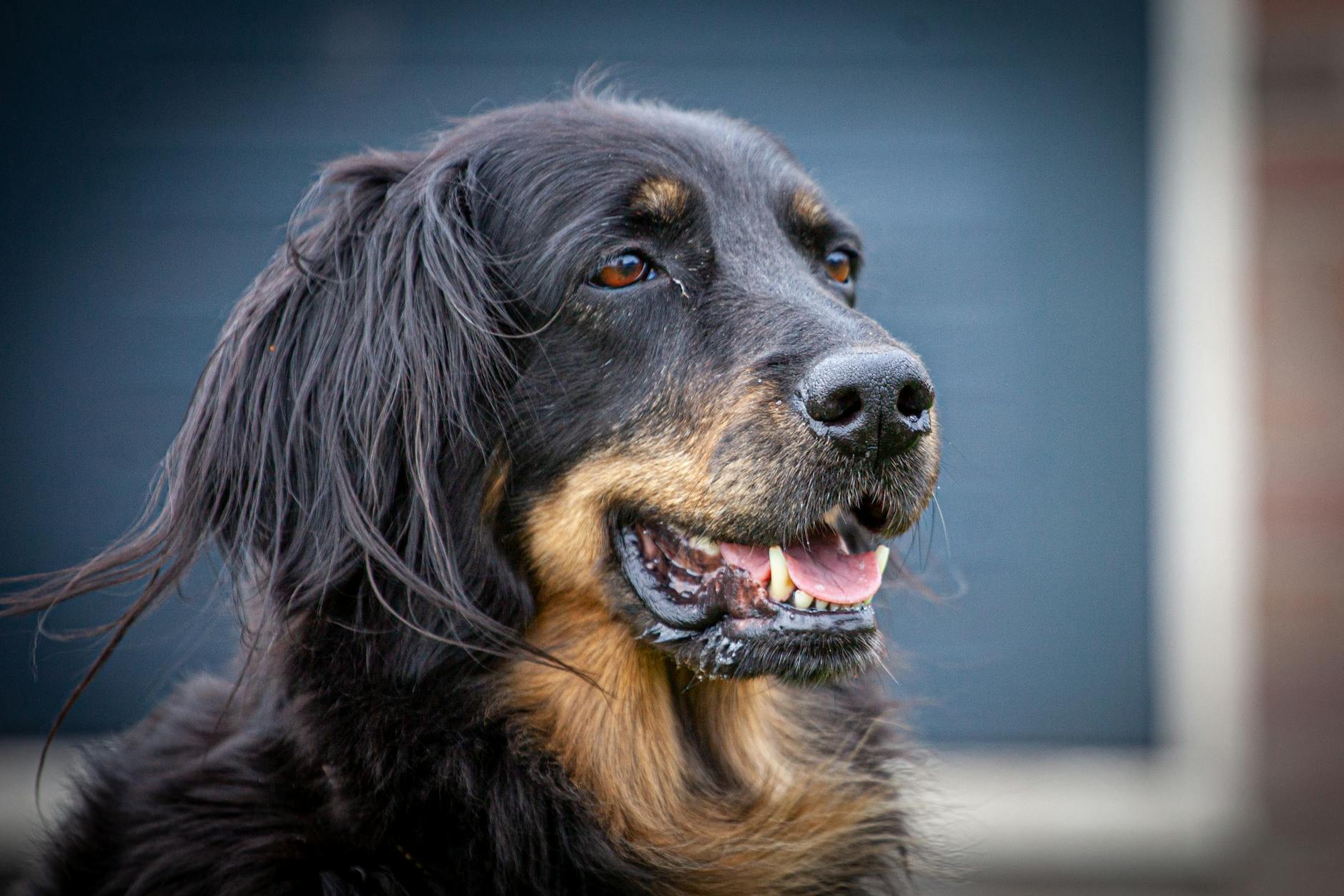 What Is Best Dog Care Tips In Kurukshetra and How Does It Work?